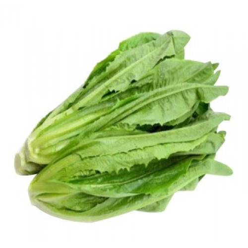 空运中国油麦菜苗（260G)