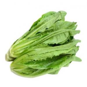 空运中国油麦菜苗（260G)