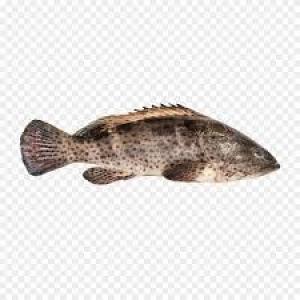 石斑鱼--700-800克