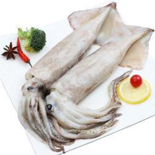 新鲜鱿鱼-1公斤