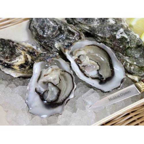 Maldon 新鲜生蚝-1 箱