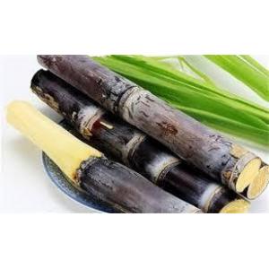 新鲜黑甘蔗-1 根