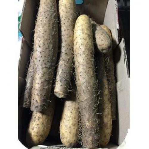 日式鲜山药 1kg