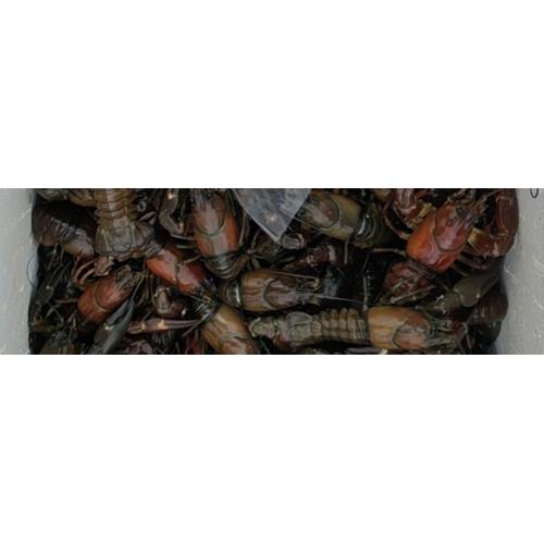 小龙虾-1kg