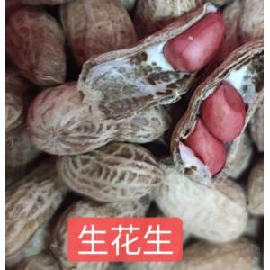 散装红皮 带壳 生花生-500克