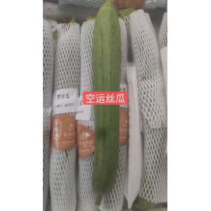 空运圆丝瓜-约 350-400 克/根