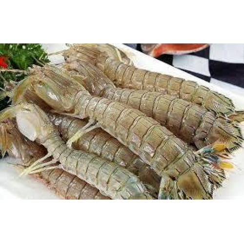 冷藏皮皮虾（虾姑）16/20 1kg