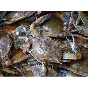 活青蟹-500g