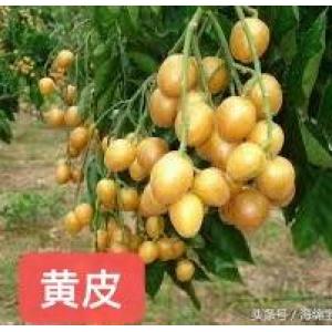新鲜黄皮果-500g