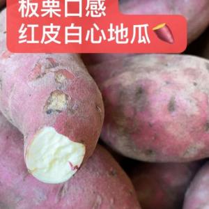 甜糯日式地瓜（蕃薯）-500 克