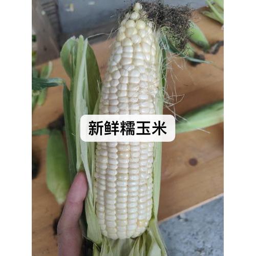新鲜白糯玉米-2个