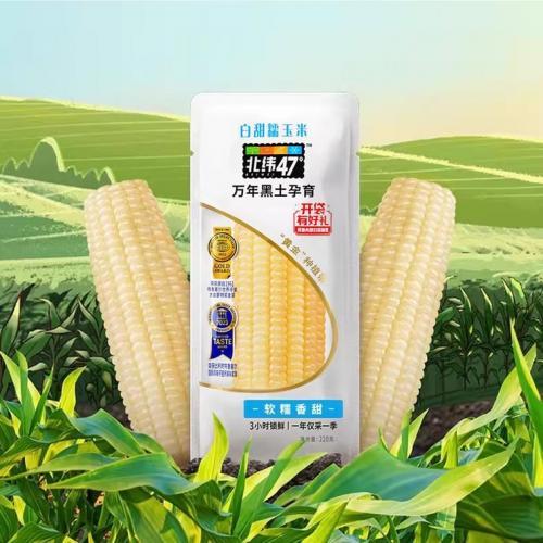 北纬47度白甜糯玉米 230克